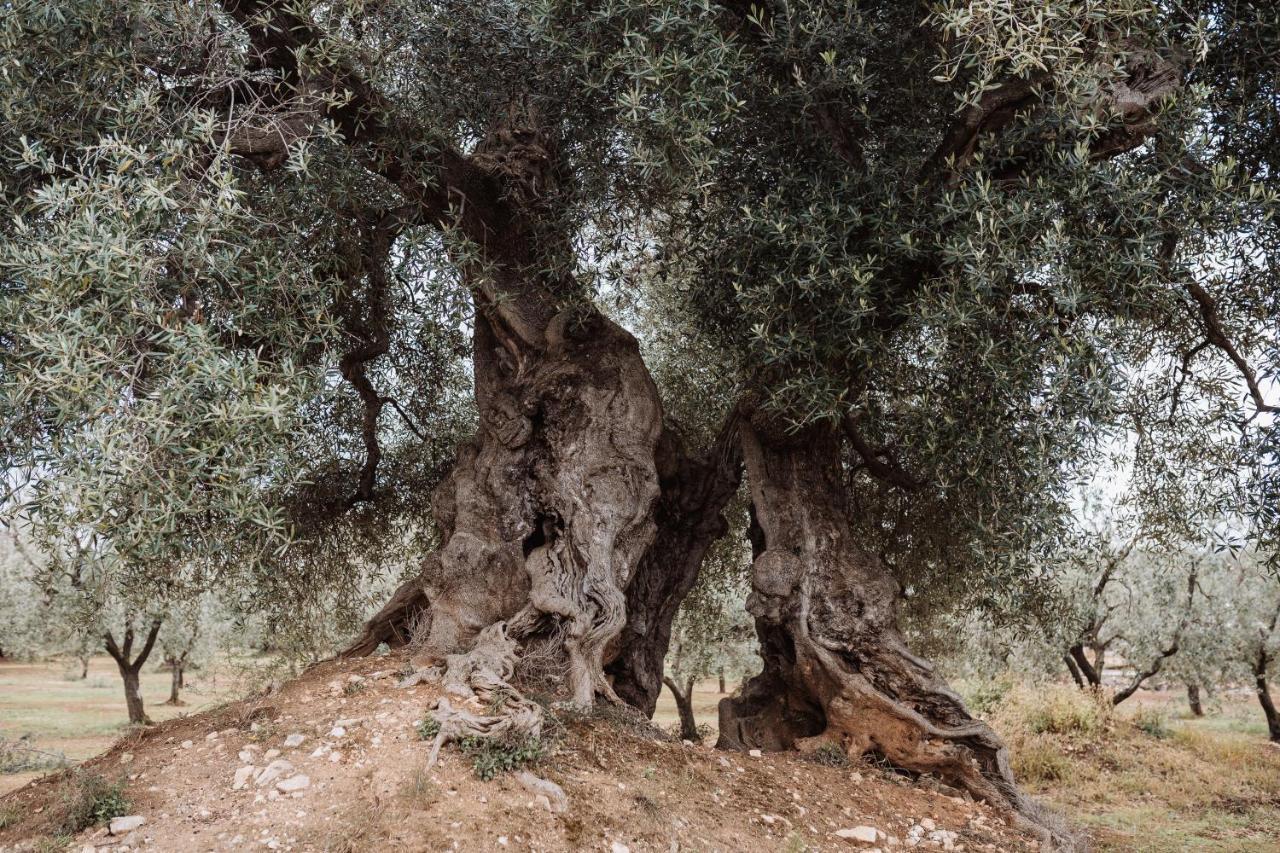 Masseria Casamassima Agriturismo Ostuni Dış mekan fotoğraf