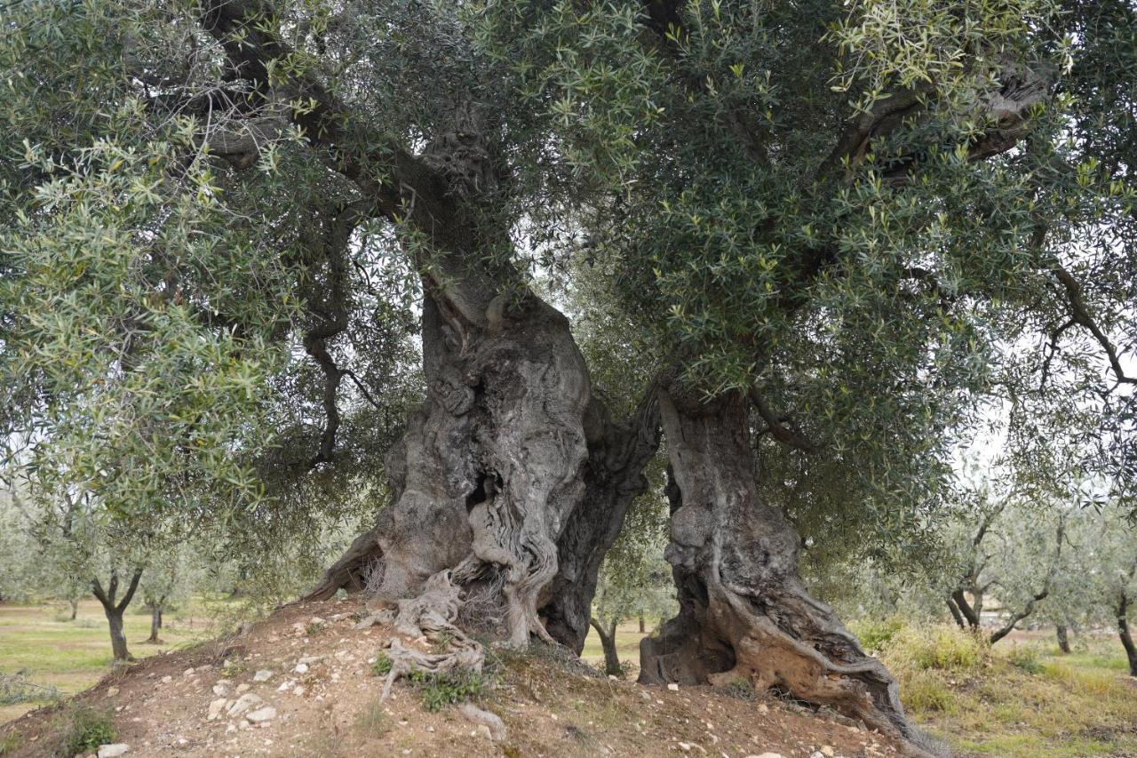 Masseria Casamassima Agriturismo Ostuni Dış mekan fotoğraf